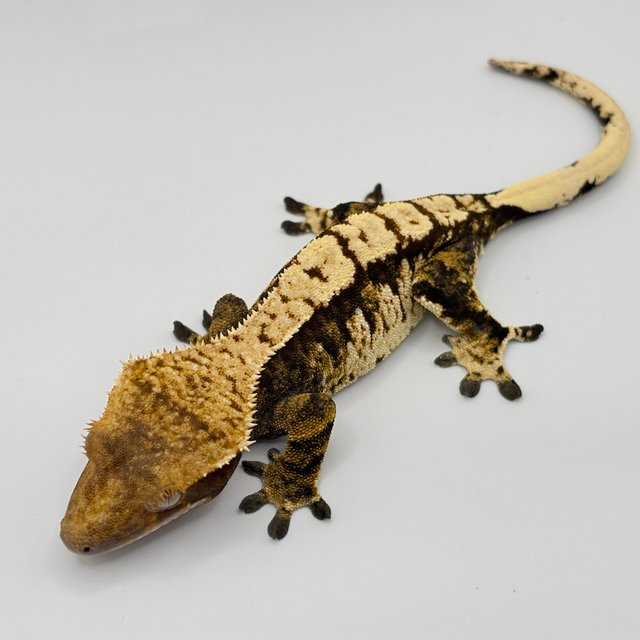 트라이 익스트림할리퀸 타이거 노멀