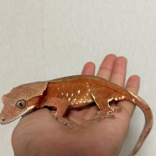 토마