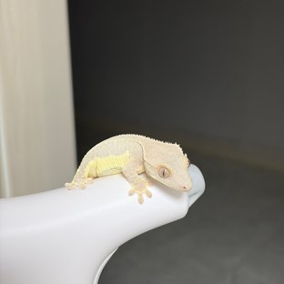 팬텀 크림시클 릴리화이트