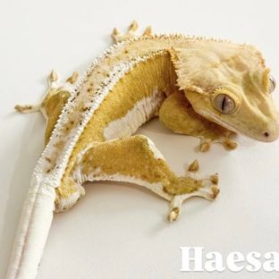 Haesam | 해삼