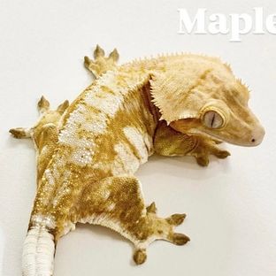 Maple | 메이플