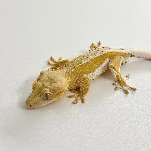 릴리화이트 크림 팬텀