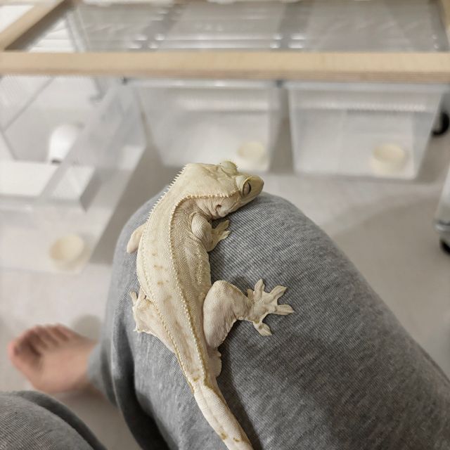 노멀 크림