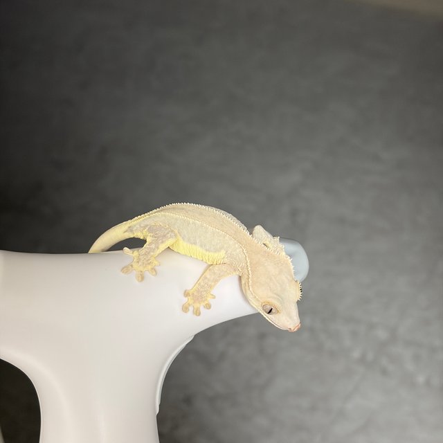 팬텀 크림시클 릴리화이트