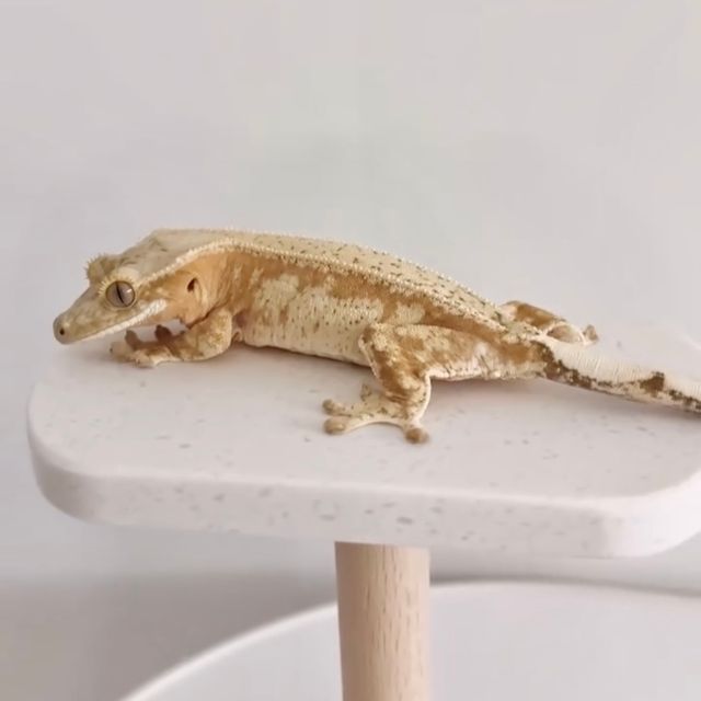 크림시클