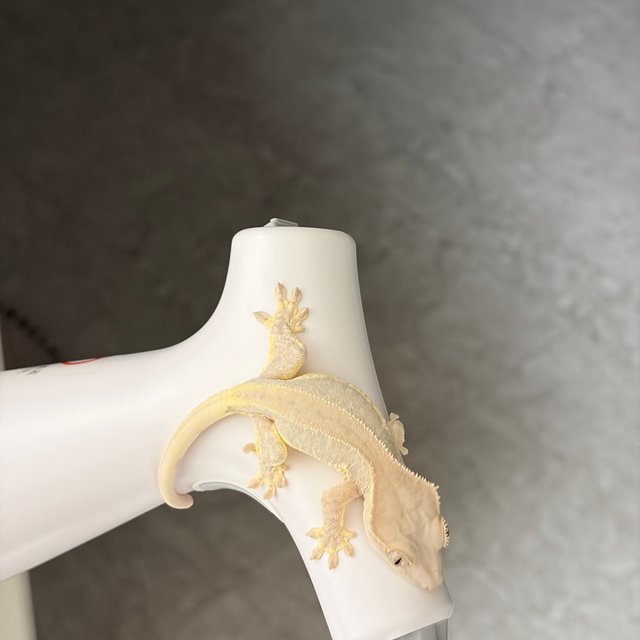 팬텀 크림시클 릴리화이트