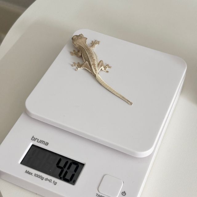 크림 팬텀 릴리화이트