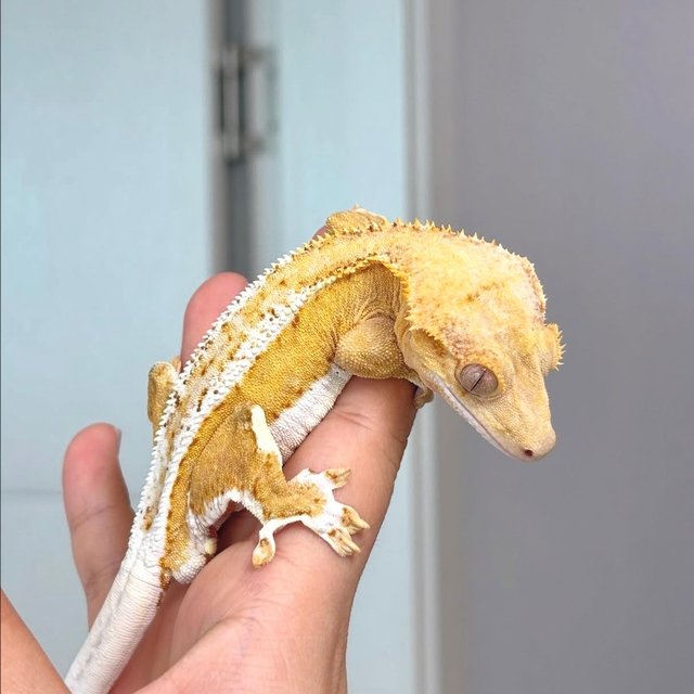 릴리화이트 크림 팬텀