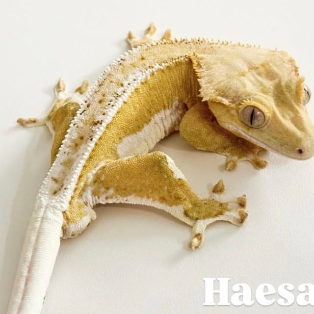 릴리화이트 크림 팬텀