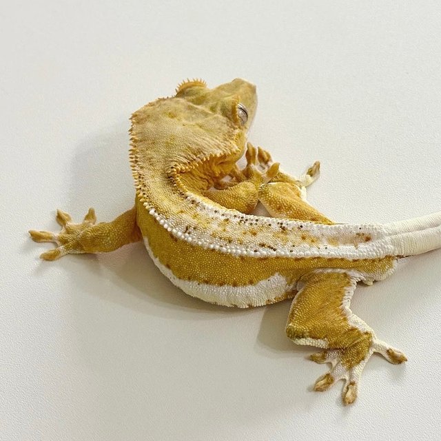 릴리화이트 크림 팬텀