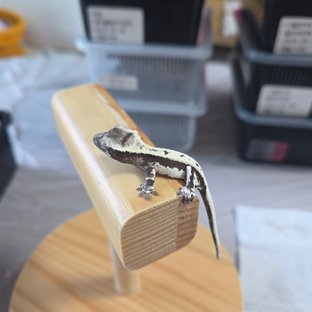 세이블 릴잔틱 릴리 세이블 아잔틱