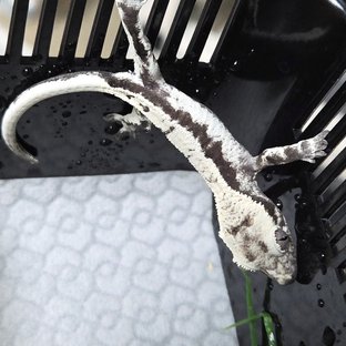 세이블 릴잔틱 릴리 세이블 아잔틱