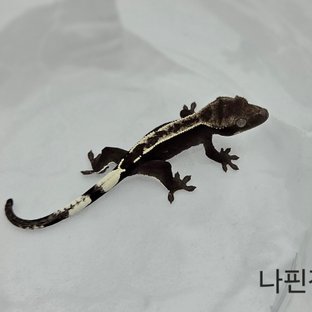 나핀잔6