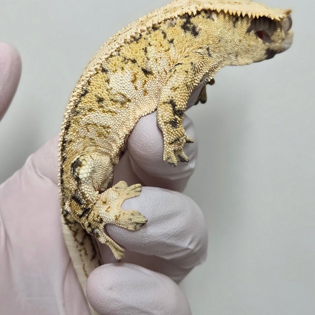 노멀 트라이 드리피 풀핀