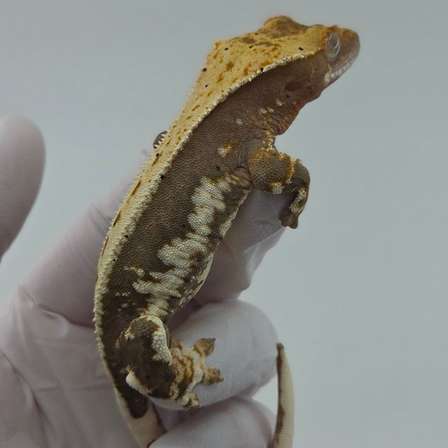 릴리100%헷아잔틱