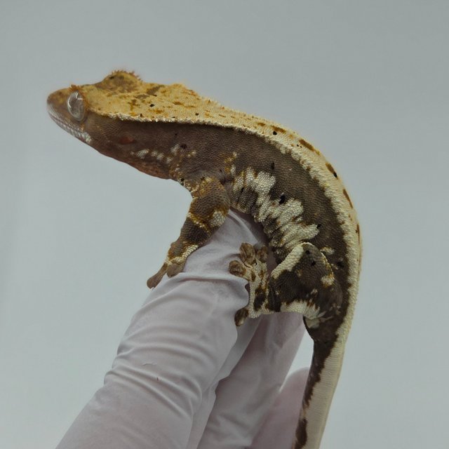 릴리100%헷아잔틱