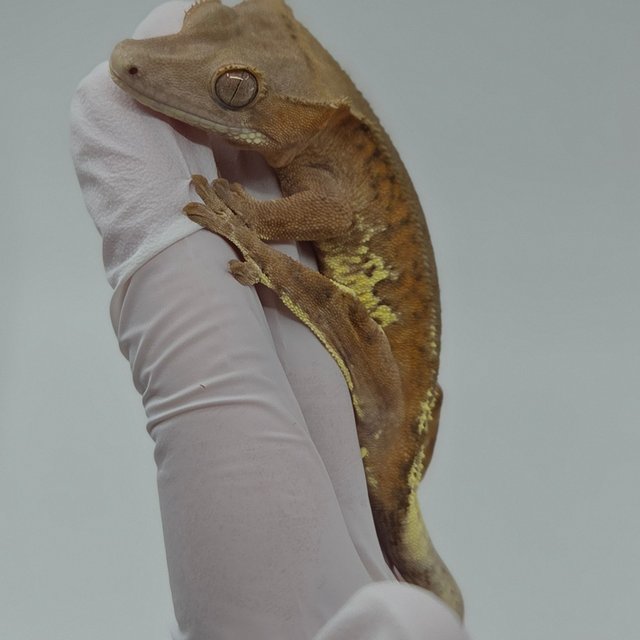 팬텀 프라푸치노