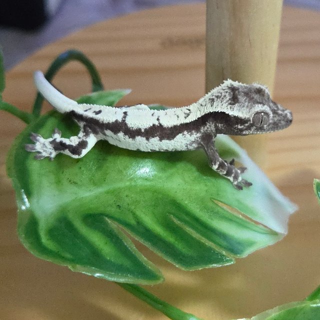 세이블 릴잔틱 릴리 세이블 아잔틱