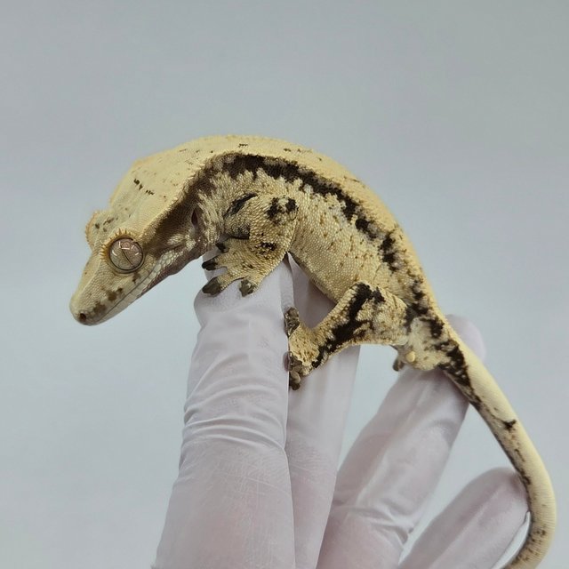 노멀 드리피 화이트스팟