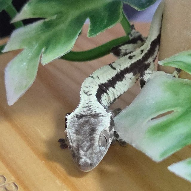 세이블 릴잔틱 릴리 세이블 아잔틱