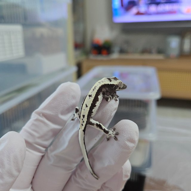 세이블 릴잔틱 릴리 세이블 아잔틱