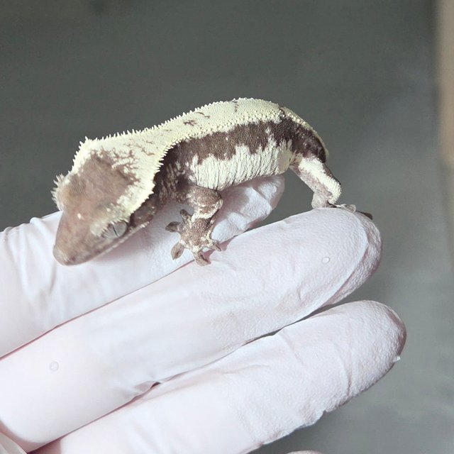 릴리 세이블 아잔틱 세이블 릴잔틱