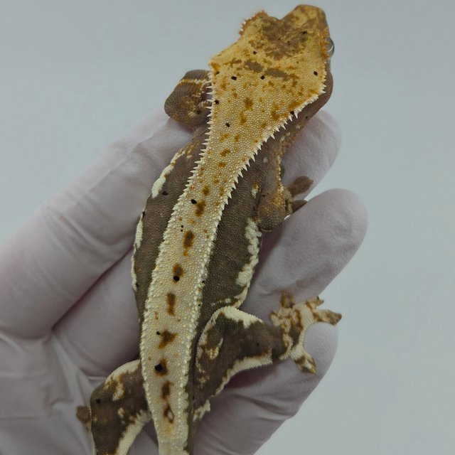 릴리100%헷아잔틱