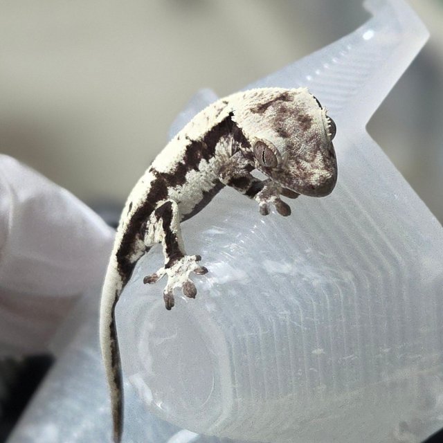 세이블 릴잔틱 릴리 세이블 아잔틱