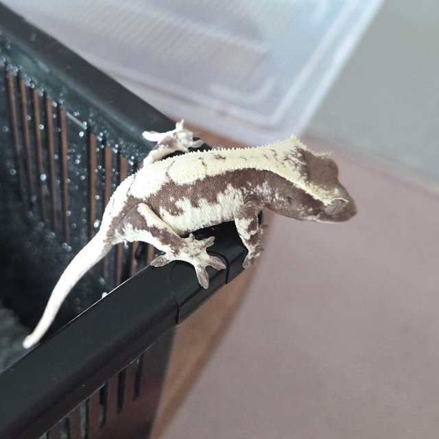 릴리 세이블 아잔틱 세이블 릴잔틱