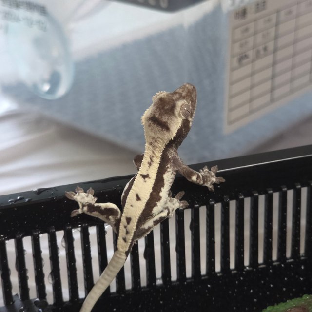 세이블 릴잔틱 릴리 세이블 아잔틱