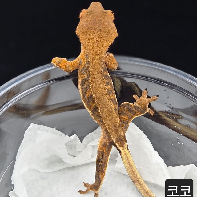 릴리화이트 팬텀