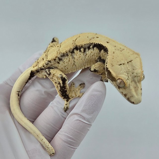 노멀 드리피 화이트스팟