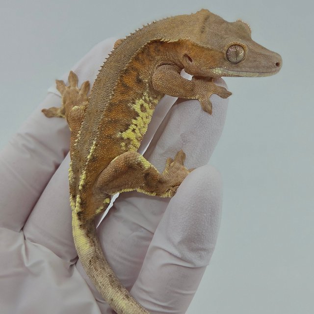 팬텀 프라푸치노