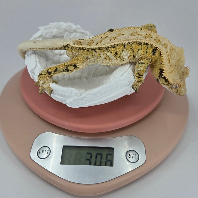 노멀 트라이 드리피 풀핀