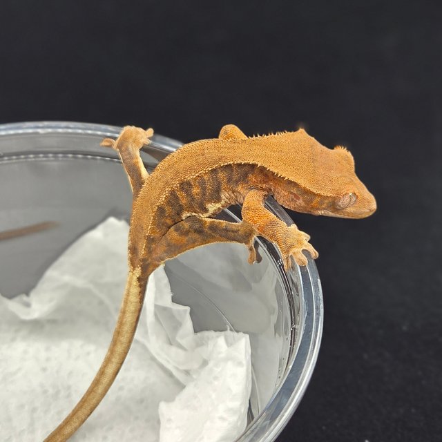 릴리화이트 팬텀