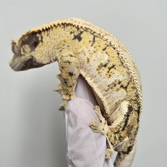 노멀 트라이 드리피 풀핀