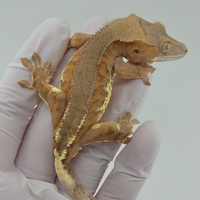 팬텀 프라푸치노