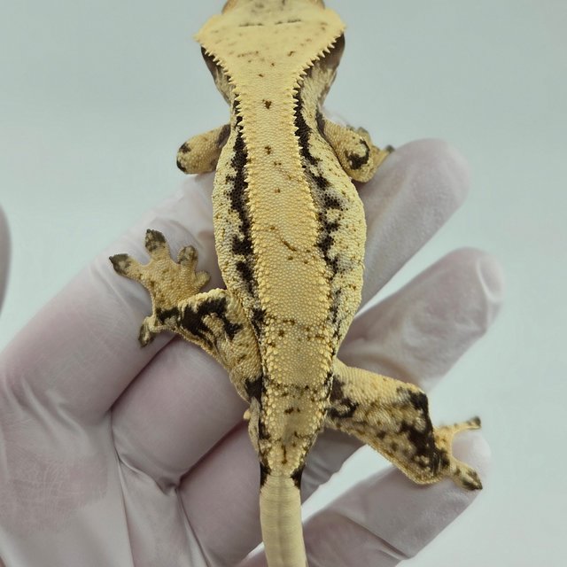 노멀 드리피 화이트스팟