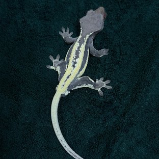 프라푸치노 쿼드