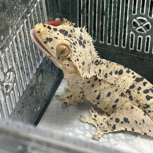 달마시안 슈퍼달마시안 노멀