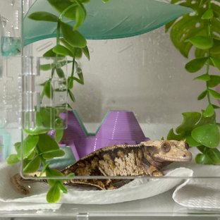 드리피 익스트림할리퀸 텐저린 트라이 노멀