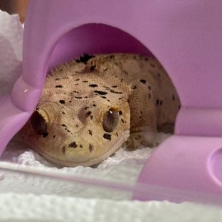 슈퍼달마시안 달마시안 노멀