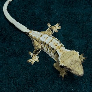 노멀 트라이 익스트림할리퀸 화이트핀