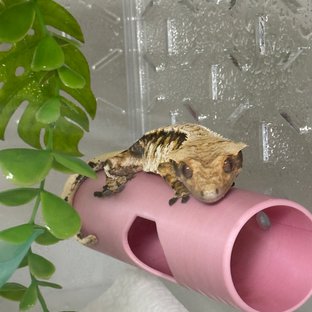 드리피 익스트림할리퀸 텐저린 트라이 노멀