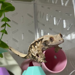 드리피 익스트림할리퀸 텐저린 트라이 노멀