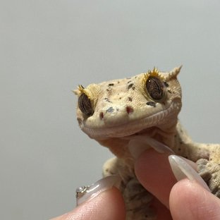 슈퍼달마시안 달마시안 노멀