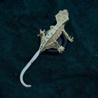 노멀 옐로우 크림시클 크림 화이트핀