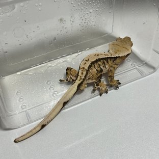 트라이 익스트림할리퀸 드리피 화이트핀