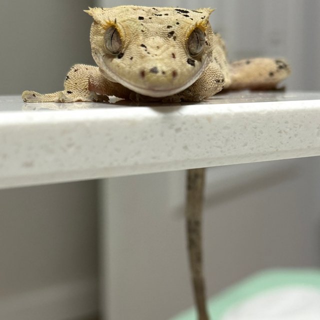 슈퍼달마시안 달마시안 노멀