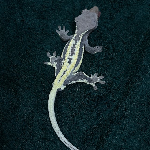 프라푸치노 쿼드